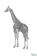 giraffa Pagine Di Culore Stampabile